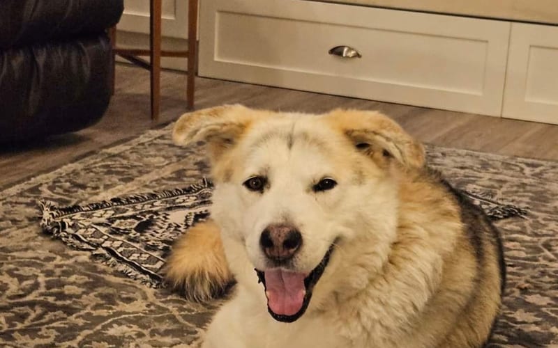 Happy Gotcha Day, Dante!